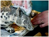 Technique du raku